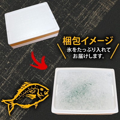 宇和海産 神経締め マダイ 1尾 こもこもShop D013-186001