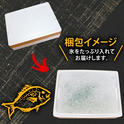 宇和海産 神経締め マダイ 2尾 こもこもShop D024-186004