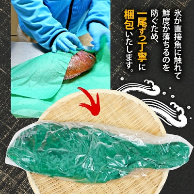 宇和海産 神経締め マダイ 3尾 こもこもShop D035-186005