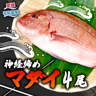 宇和海産 神経締め マダイ4尾 こもこもShop D046-186006