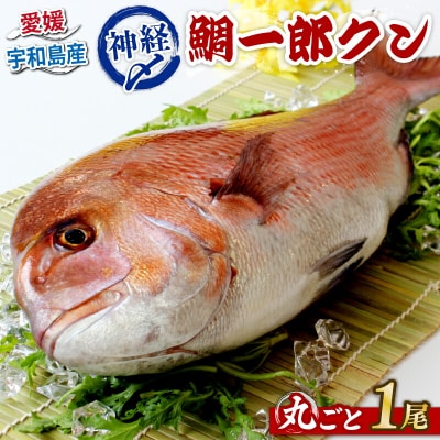 神経〆 鯛一郎クン(真鯛) 丸ごと1尾 タイチ D020-195001