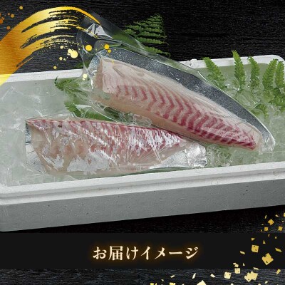 タイ短冊 1尾分 アクアプラス D020-090002