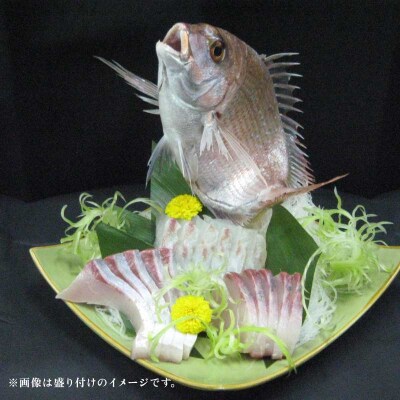 タイ短冊 1尾分 アクアプラス D020-090002