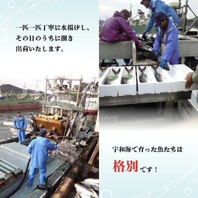 タイ短冊 1尾分 アクアプラス D020-090002