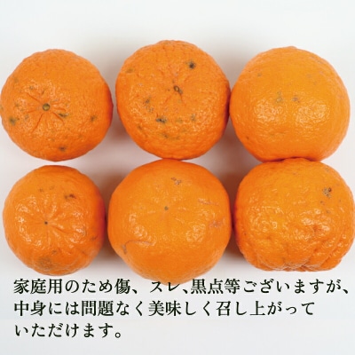 先行予約 ぽんかん 家庭用 9kg 玉津柑橘倶楽部 B010-072003