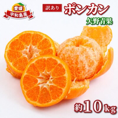 先行予約 訳あり ポンカン 10kg 矢野青果 B012-171031