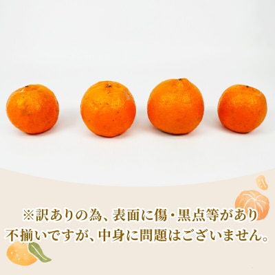 先行予約 訳あり ポンカン 10kg 矢野青果 B012-171031