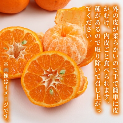 先行予約 訳あり ポンカン 10kg 矢野青果 B012-171031