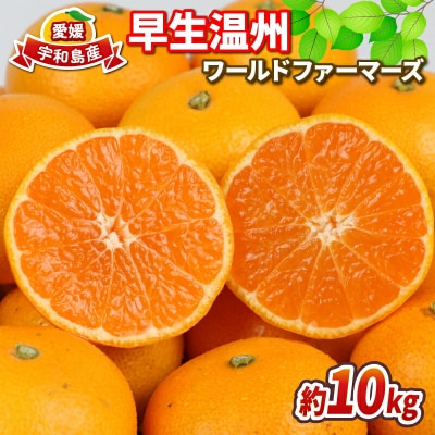 先行予約 早生温州 10kg ワールドファーマーズ B012-024001