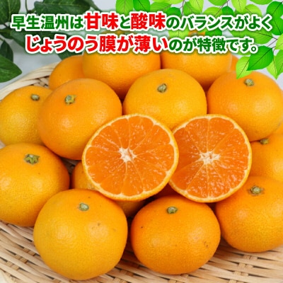 先行予約 早生温州 10kg ワールドファーマーズ B012-024001