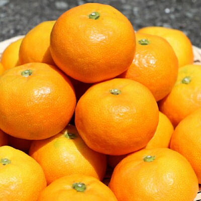 温室みかん 興津 早生 贈答用 2kg ハマみかん 早生温州 ハウス栽培 B024-075008