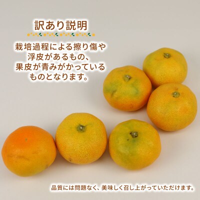 訳ありみかん 温室みかん 2kg みかん ハマみかん 果物 フルーツ 柑橘 B010-075012