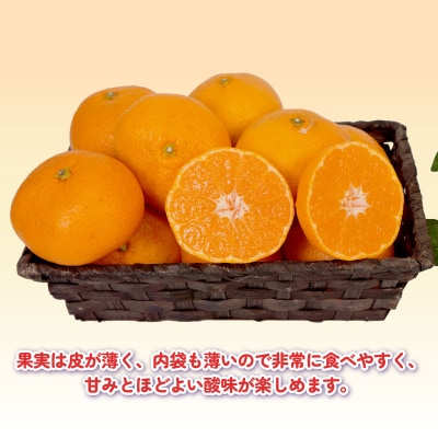 先行予約 訳あり 完熟 大玉みかん 10kg 杉本屋 先行販売 B010-143017