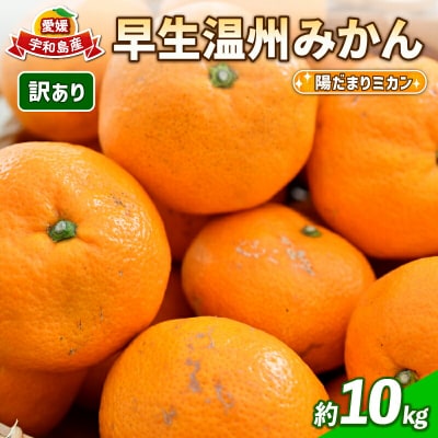 先行予約 訳あり みかん 早生 温州みかん 10kg 愛媛 陽だまりミカン B010-050006
