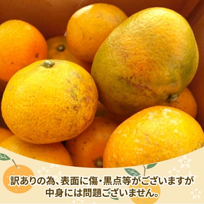 先行予約 訳あり みかん 早生 温州みかん 10kg 愛媛 陽だまりミカン B010-050006