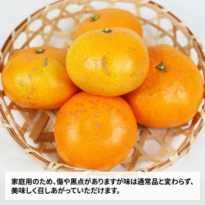 早生温州 9kg 家庭用 愛媛みかん 玉津柑橘倶楽部 B010-072001