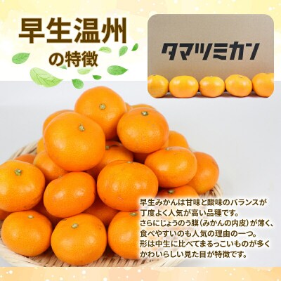早生温州 9kg 家庭用 愛媛みかん 玉津柑橘倶楽部 B010-072001
