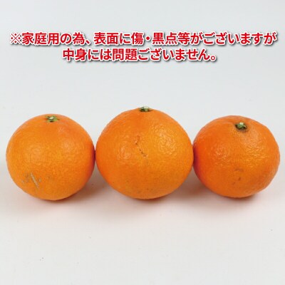 家庭用 愛果28号 ( 紅まどんな と同品種 ) 2.5kg つばさ農園 B010-048010