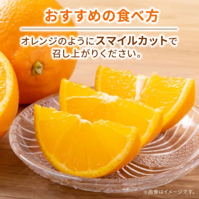訳あり 愛果28号 ( 紅まどんな と同品種) 3kg ハマみかん B010-075009
