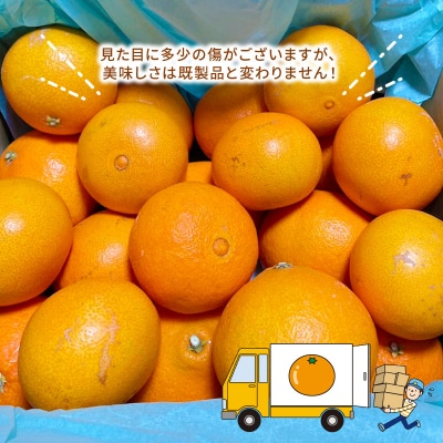 訳あり 愛果28号 ( 紅まどんな と同品種) 3kg ハマみかん B010-075009