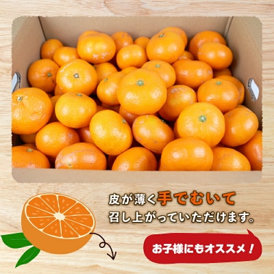 先行予約 南柑20号 10kg 家庭用 上杉果樹園 B012-056002
