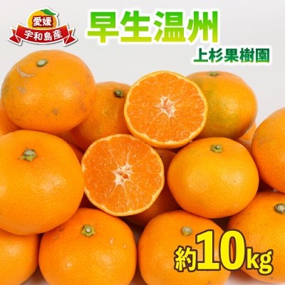 先行予約 みかん 早生温州 10kg サイズ不揃い 家庭用 上杉果樹園 B012-056001