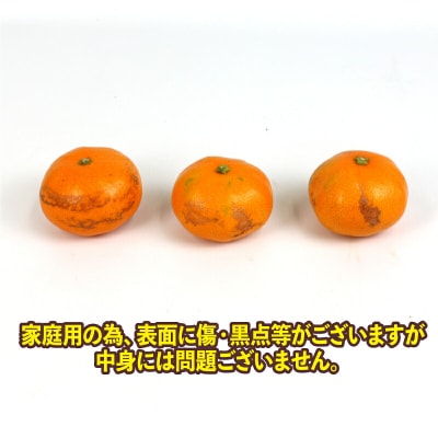 先行予約 みかん 早生温州 10kg サイズ不揃い 家庭用 上杉果樹園 B012-056001