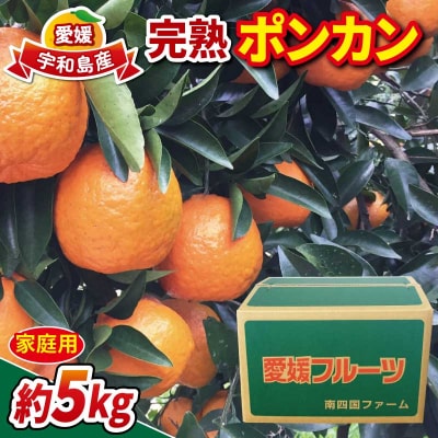 完熟ぽんかん 5kg 南四国ファーム B010-035004