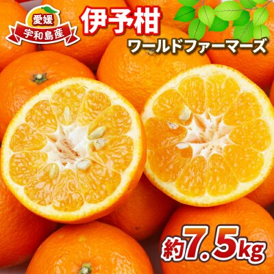 伊予柑 7.5kg みかん ワールドファーマーズ B012-024006