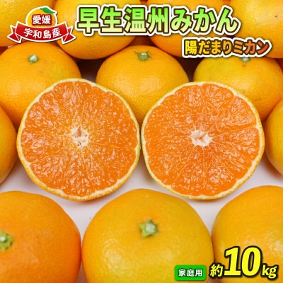 先行予約 早生温州 10kg 家庭用 陽だまりミカン 愛媛みかん B012-050001