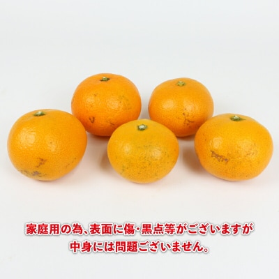 先行予約 早生温州 10kg 家庭用 陽だまりミカン 愛媛みかん B012-050001