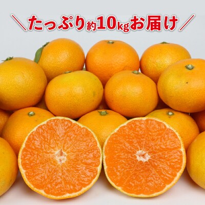 先行予約 早生温州 10kg 家庭用 陽だまりミカン 愛媛みかん B012-050001