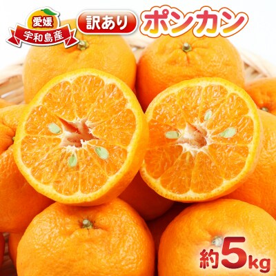 訳あり ポンカン 5kg 杉本屋 B010-143005