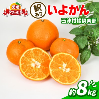 訳あり いよかん 8kg 玉津柑橘倶楽部 B010-072032