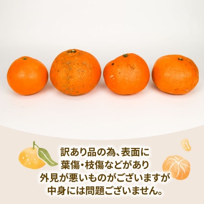 訳あり いよかん 8kg 玉津柑橘倶楽部 B010-072032