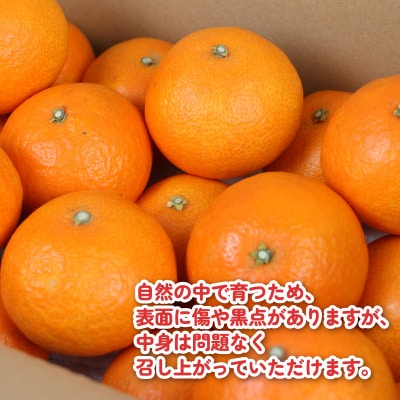 先行予約 愛果28号 ( 紅まどんなと同品種) 約3kg こうの果樹園 B010-182004