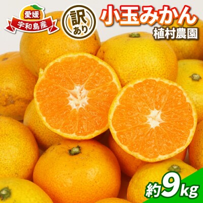 訳あり 小玉みかん 温州 9kg 植村農園 B010-153010