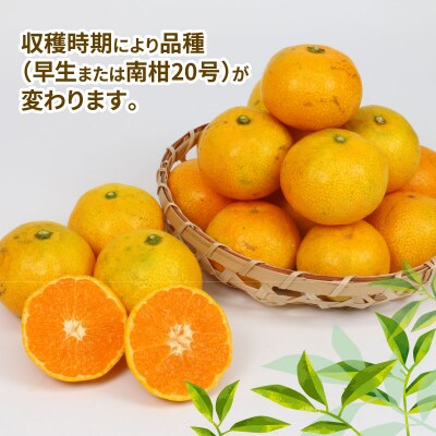 訳あり 小玉みかん 温州 9kg 植村農園 B010-153010