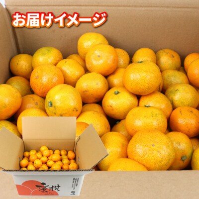 訳あり 小玉みかん 温州 9kg 植村農園 B010-153010