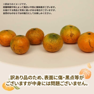 訳あり 宇和島みかん 南柑20号 10kg マル南フルーツ B010-106018