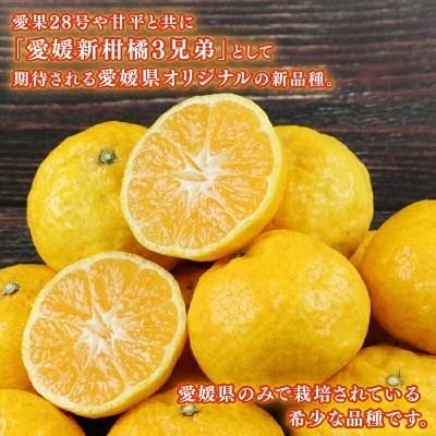 先行予約 媛小春 2.5kg 兵頭農園 愛媛 限定 希少 みかん B010-055004