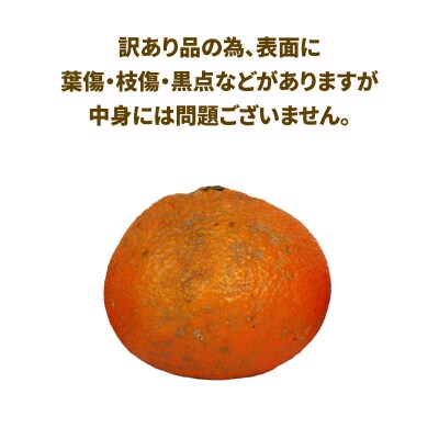 訳あり 愛媛みかん 伊予柑 10kg ワールドファーマーズ B010-024022 