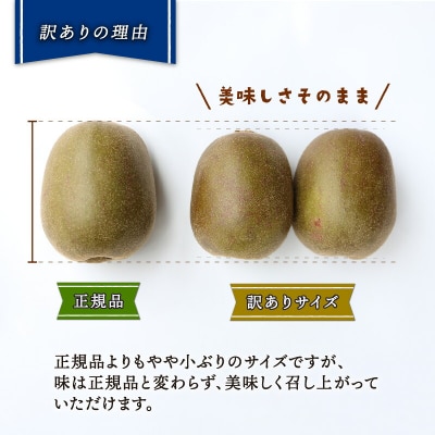 訳あり レッドキウイ 紅妃 2kg Shirai.agrifarm F010-115002 