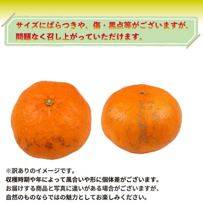 先行予約 訳あり 南柑20号 10kg 誉農園 愛媛 みかん B010-138011