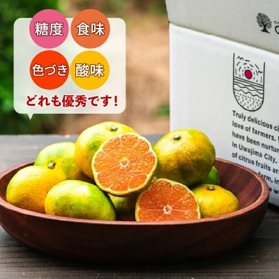 先行予約 極早生みかん 日南1号 5kg コルレオファーム 愛媛 みかん B010-145011