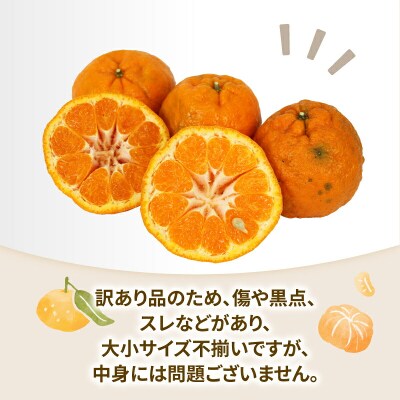訳あり ポンカン 10kg 協徳ガーデン B010-178005
