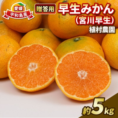 先行予約 贈答用 早生みかん 宮川早生 5kg 植村農園 愛媛 みかん B010-153008