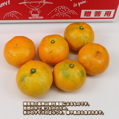 先行予約 贈答用 早生みかん 宮川早生 5kg 植村農園 愛媛 みかん B010-153008