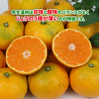 先行予約 贈答用 早生みかん 宮川早生 5kg 植村農園 愛媛 みかん B010-153008