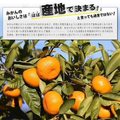 先行予約 訳あり 小玉みかん 8kg 中井屋 温州みかん 愛媛 みかん B010-173002